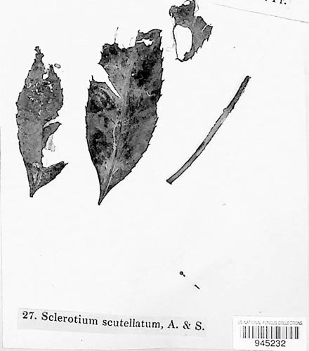 Typhula phacorrhiza image